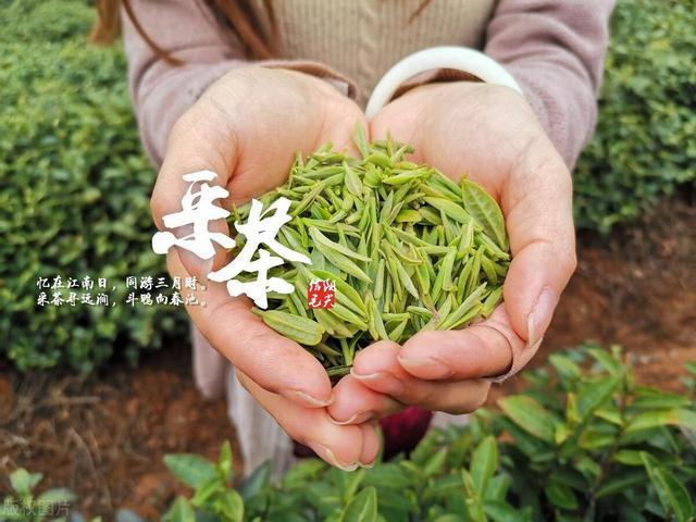 比黄金都贵的10种茶500万1斤问题是就算有钱还不一定喝的到(图5)