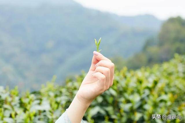 不同版本的“十大名茶”都有哪些绿茶上榜？(图2)